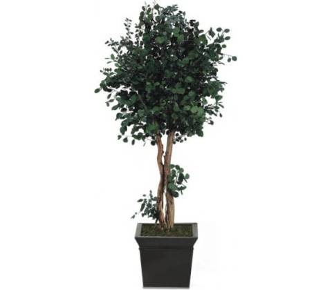 Populus crown 130 cm