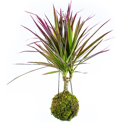Gardners Kokedama Dracaena marginata Bicolor (S) Dracéna lemovaná, dračinec 1 ks