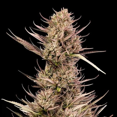Seedsman Garlic Muffin F1 Auto semienka neobsahujú THC 10 ks