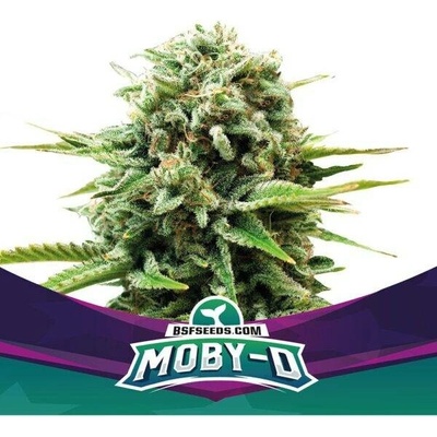 BSF Seeds Moby-D semena neobsahují THC 4 ks