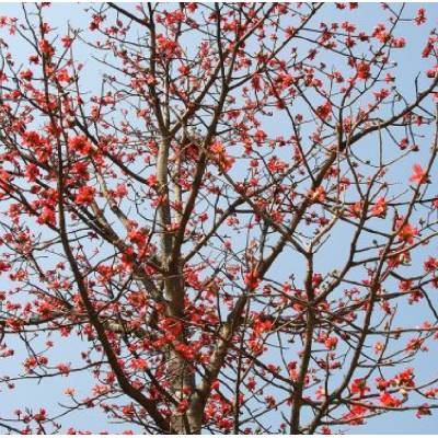CEJBA PRAVÁ (BOMBAX CEIBA) - SEMENA CEJBY - 10 KS