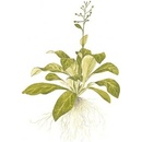 Samolus valerandi