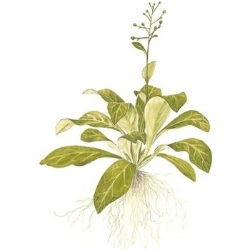Samolus valerandi
