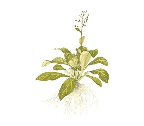 Samolus valerandi