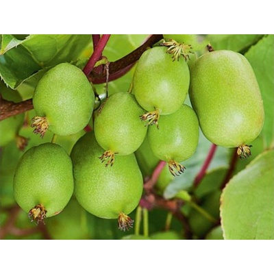 Mini kiwi Issai, výška 20-40 cm, kvetináč 9 cm