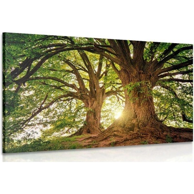Obraz majestátní stromy - 120x80