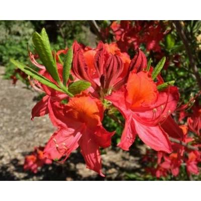 Azalka veľkokvetá (Azalea Mollis) ´TUNIS´ - výška 30-40 cm, kont. C3L