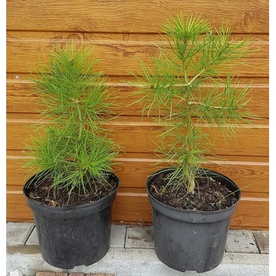 Borovica bungeho (Pinus bungeana) veľkosť 50-60cm