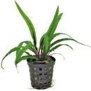 Cryptocoryne balansae