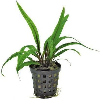 Cryptocoryne balansae