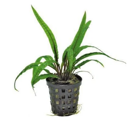 Cryptocoryne balansae