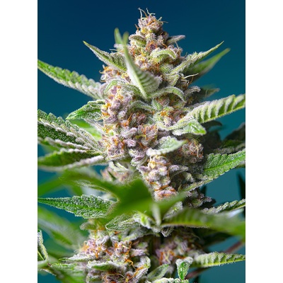 Sweet Seeds Purple Punch OG semienka neobsahujú THC 5 ks
