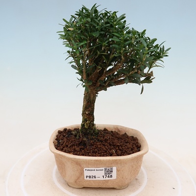 e-bonsai Pokojová bonsai - Buxus harlandii -korkový buxus