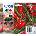 Epson T09R64010