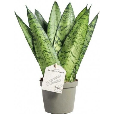 Zazumi Tchýnin jazyk, Sansevieria zeylanica Fan, průměr květináče 9 cm