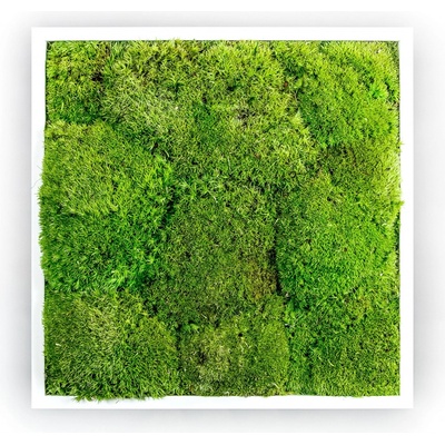 Gardners Mechový obraz 50x50 cm z kopečkového mechu, bílá