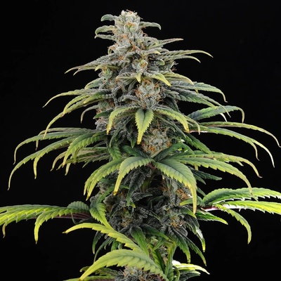 KANNABIA SEEDS CBG AUTO semienka neobsahujú THC 100 ks