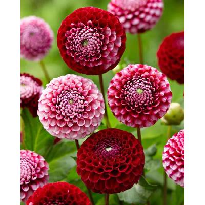 Jiřina Chick a dee us