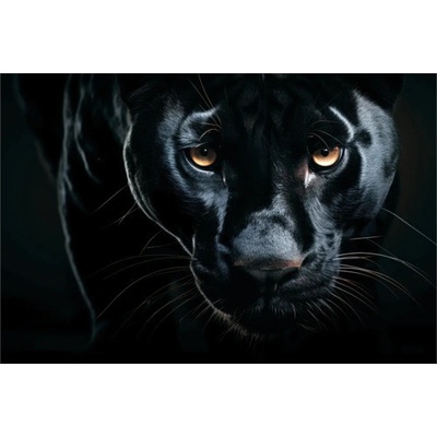Obraz na plátně Black Cat 150x100 cm