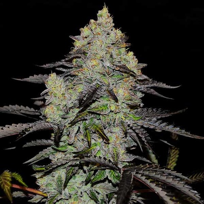 Delicious Seeds Zinnapple semena neobsahují THC 3 ks