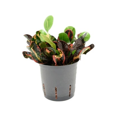 Kroton - Croton (codiaeum) variegatum Mammi 13/12 výška 30 cm