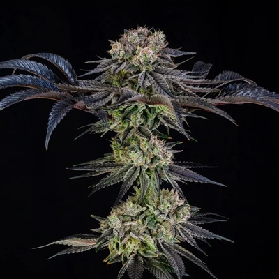 Silent Seeds Julian Marley Special semienka neobsahujú THC 10 ks