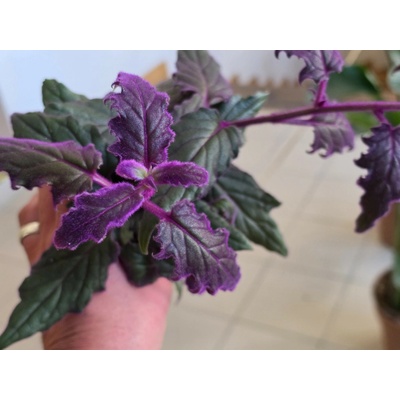 PlantBros flower Gynura aurantiaca ‘Purple Passion’
