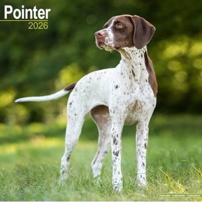 Pointer Square Dog Breed Wall 16 Month 2026