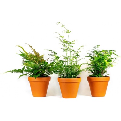 Gardners Kapradiny Mix, průměr 12 cm - Zachraň Kytku