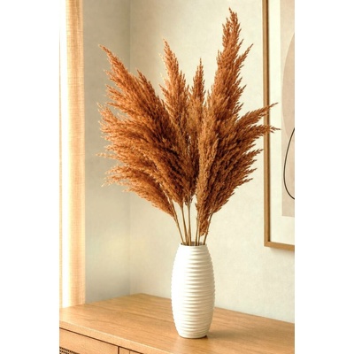 Sušená pampová tráva (pampas) terracotta 10ks, 50-60cm