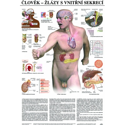 SCIENTIA Žlázy s vnitřní sekrecí - anatomický plakát