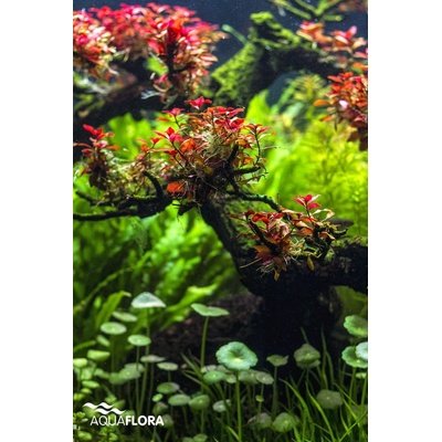 Ludwigia sp. Super Red 5,5 cm – Sleviste.cz