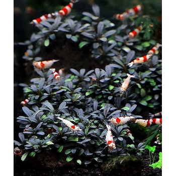 Bucephalandra kedagang mini