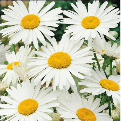 Leucanthemum max. 'Silver Princess' Velikost hrnku: 10,5cm