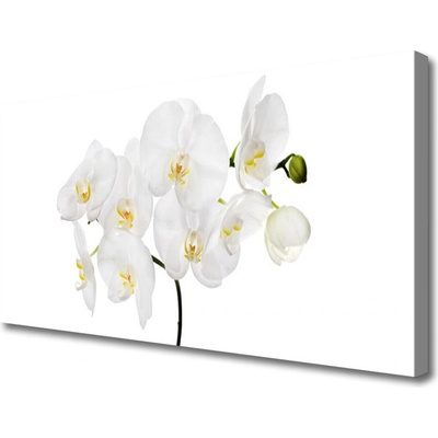 Obraz Canvas Biela orchidea kvety 100x50 cm