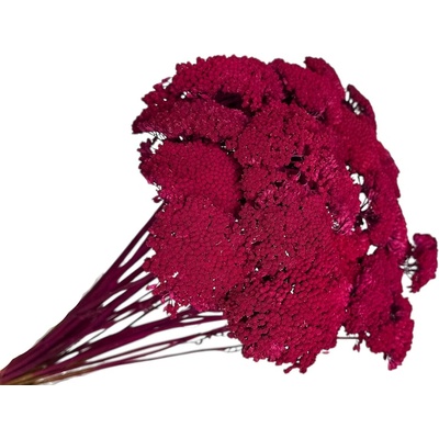 Stabilizované kvety Rebríček - Achillea 200g - purpurová