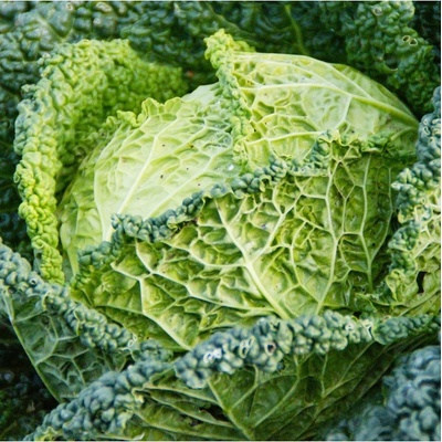Kapusta hlávková k rychlení Raketa - Brassica oleracea var. sabauda - semena - 250 ks