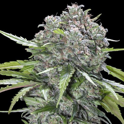 Advanced Seeds San Bacio Burger semienka neobsahujú THC 1 ks