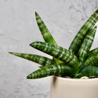 Sansevieria Tchynin jazyk Boncellensis baby