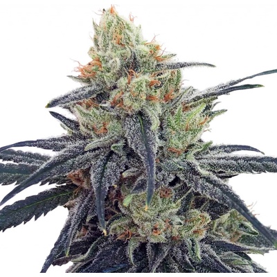 Ace Seeds CBD #1 semena neobsahují THC 3 ks