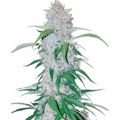 Fastbuds Six Shooter Auto semienka neobsahujú THC 100 ks