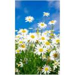 DIMEX ART Флизелинов фототапет маргаритки 150 x 250 см