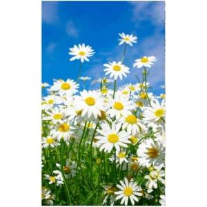DIMEX ART Флизелинов фототапет маргаритки 150 x 250 см