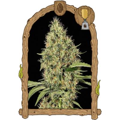 Exotic Seeds Gypsy Widow semena neobsahují THC 3 ks