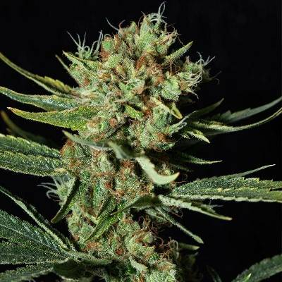 Eva Seeds Only CBD 1:20 semena neobsahují THC 6 ks