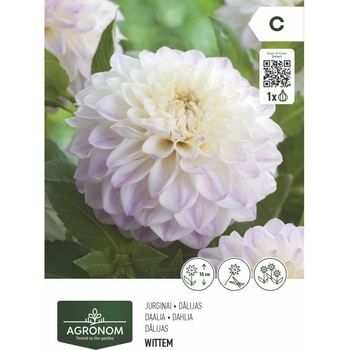 Seklos Далия (Гергина) Бяла - 1 бр луковицa