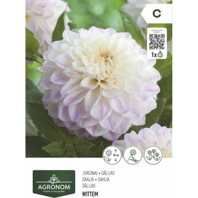 Seklos Далия (Гергина) Бяла - 1 бр луковицa