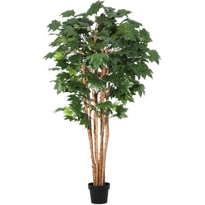 Bizzotto Клен канадски в саксия H175 cm (0173186)