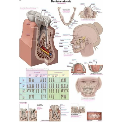 Schéma - anatomie zubů Papír s lištou