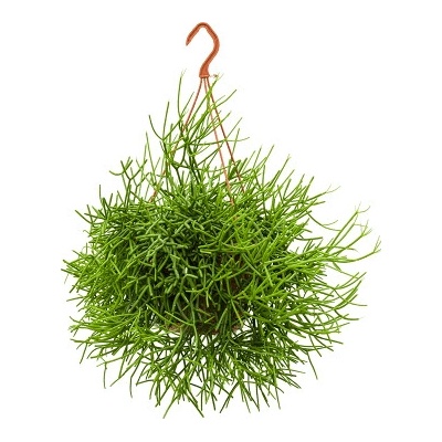 Rhipsalis heteroclada 21x55 cm